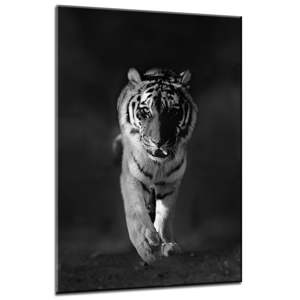 Obraz Styler Glasspik Animals Tiger, 70 x 100 cm