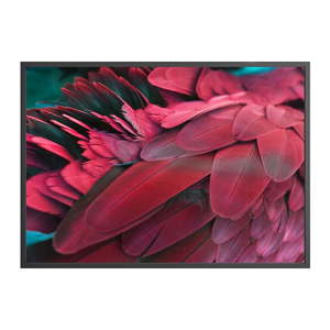 Plakát DecoKing Feathers Red, 100 x 70 cm