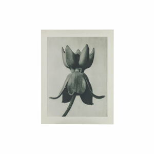 Béžovo-šedý obraz BePureHome Artwork Flower Campanula