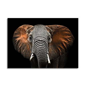 Obraz Styler Glas Animals Red Elephant, 70 x 100 cm