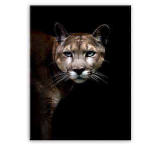 Obraz Styler Glas Animals Cougar, 70 x 100 cm
