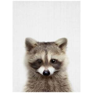 Plakát Blue-Shaker Baby Animals Raccoon, 30 x 40 cm